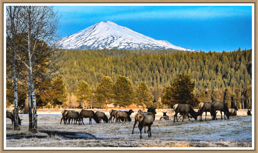 Main image Elk under Mt. Bachelor