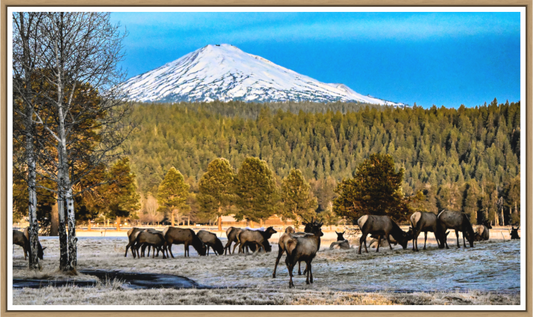 Main image Elk under Mt. Bachelor