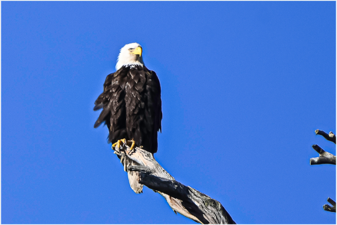 Eagle