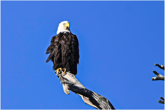 Eagle