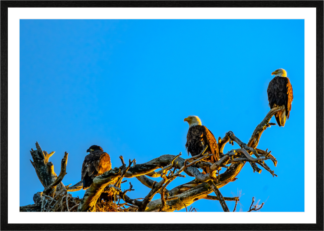 Main image Eagles three