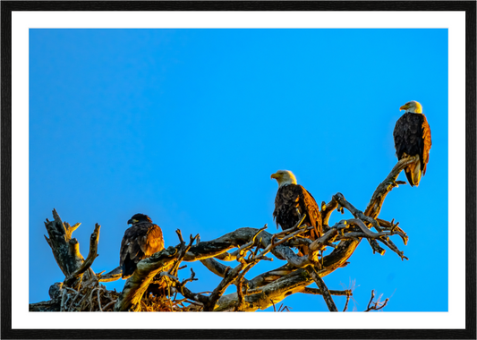 Main image Eagles three