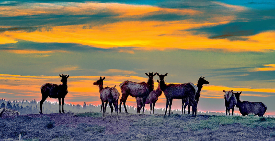 Elk Sunrise