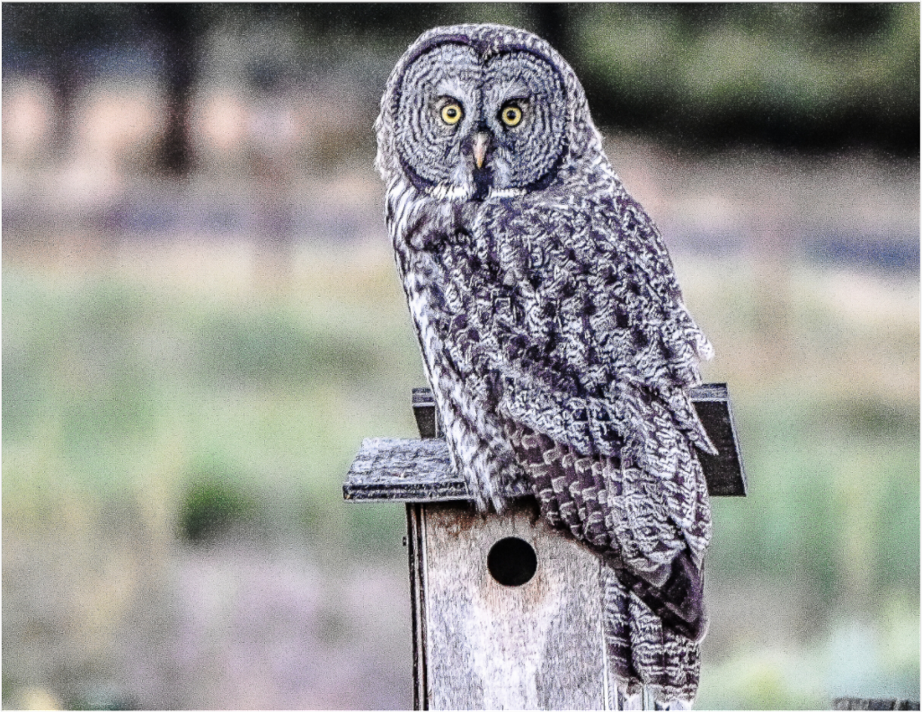 Owl
