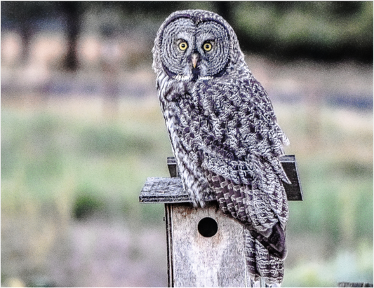 Owl