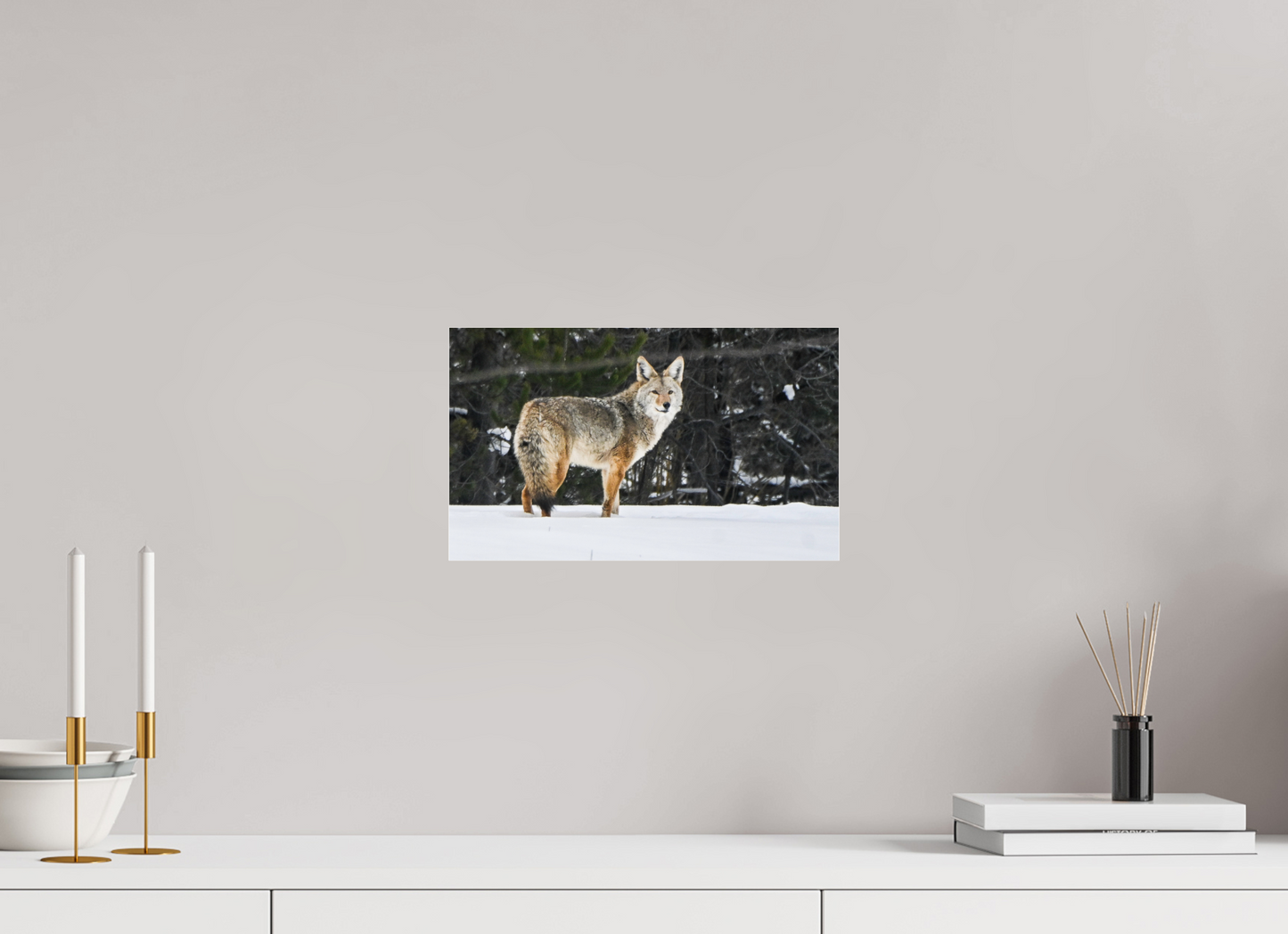 Coyote
