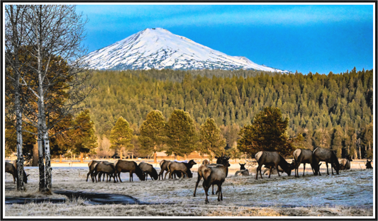 Main image Elk under Matte Glas