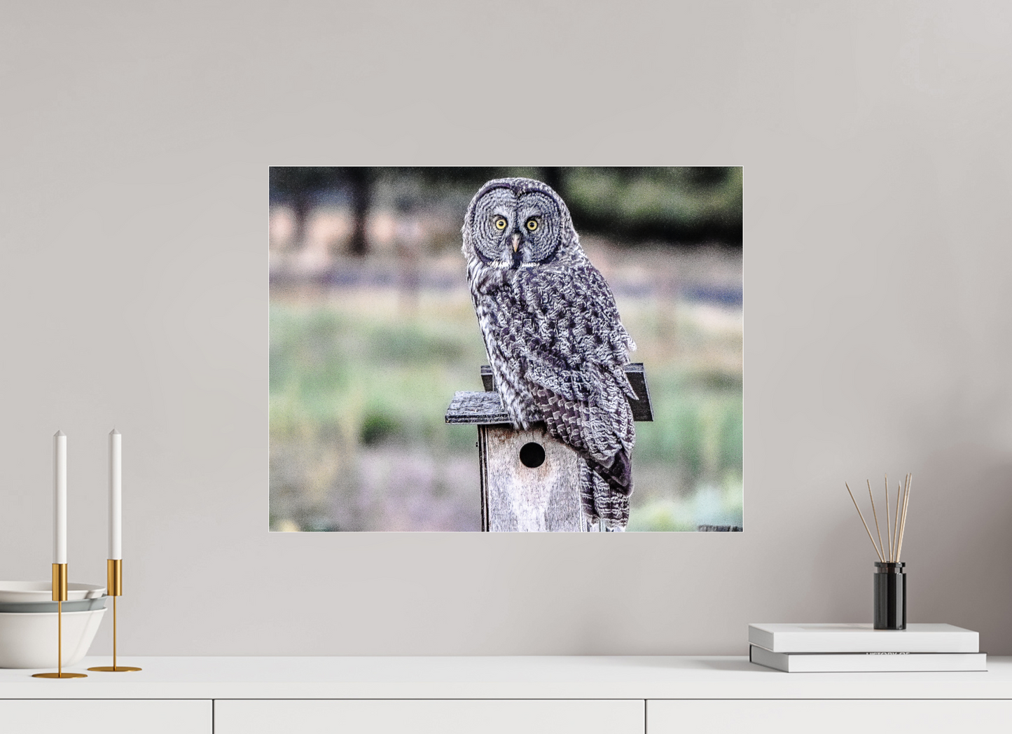 Owl