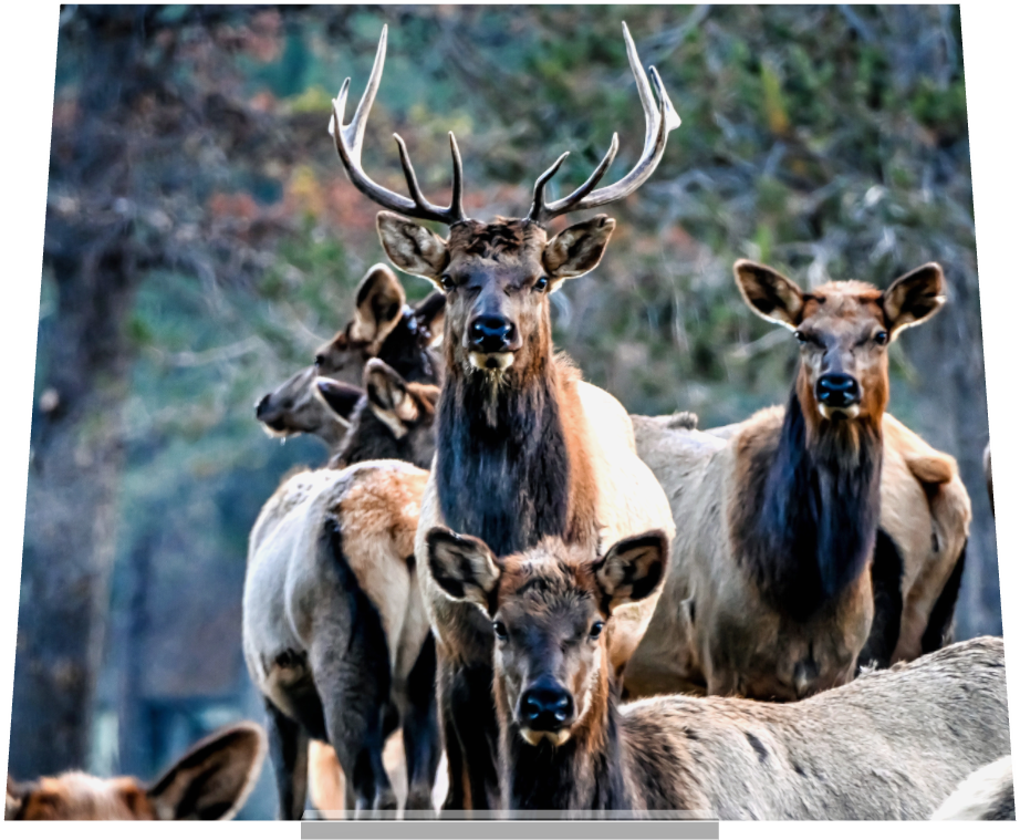 Main image Elk on Acrylic