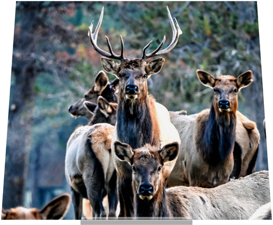 Main image Elk on Acrylic