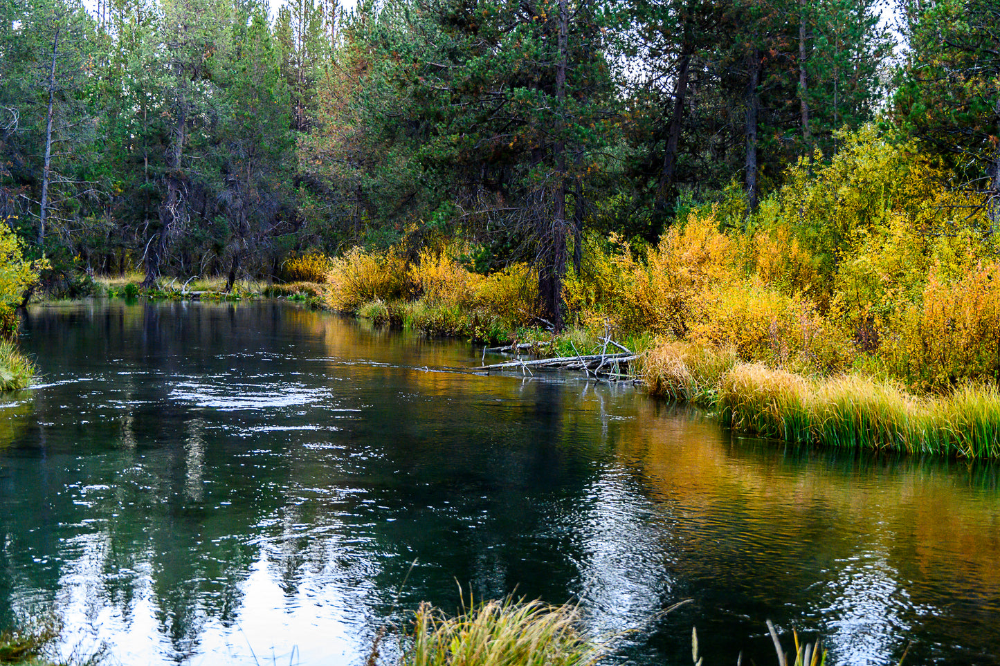 Fall River Colors - Oregon Scenic Photo - 5x7 Blank Folded Card