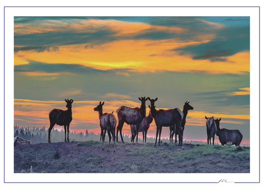 Sunriver Elk Sunrise - Oregon Scenic Photo - 5x7 Blank Folded Card