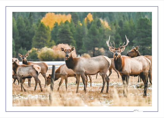 Elk Wildlife - Oregon Scenic Photo - 5x7 Blank Folded Card