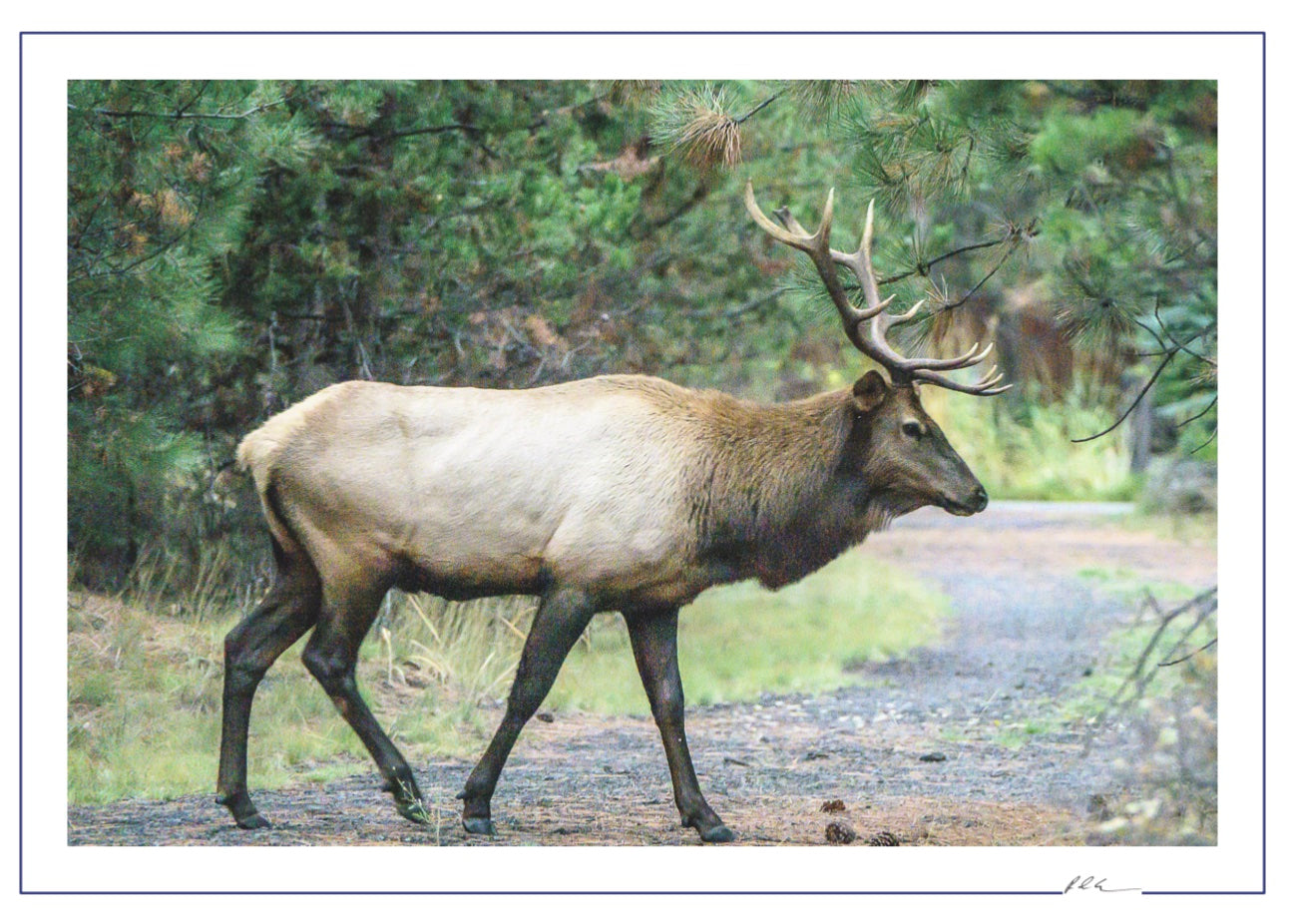 Sunriver Elk - Oregon Scenic Photo - 5x7 Blank Folded Card