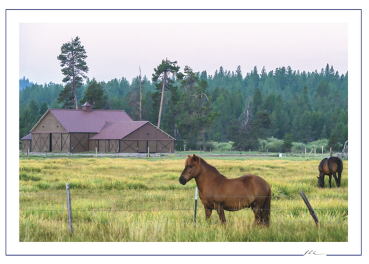 Horse and Barn - Oregon Scenic Photo - 5x7 Blank Folded Card
