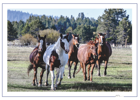 Sunriver Stables Horses - Oregon Scenic Photo - 5x7 Blank Folded Card
