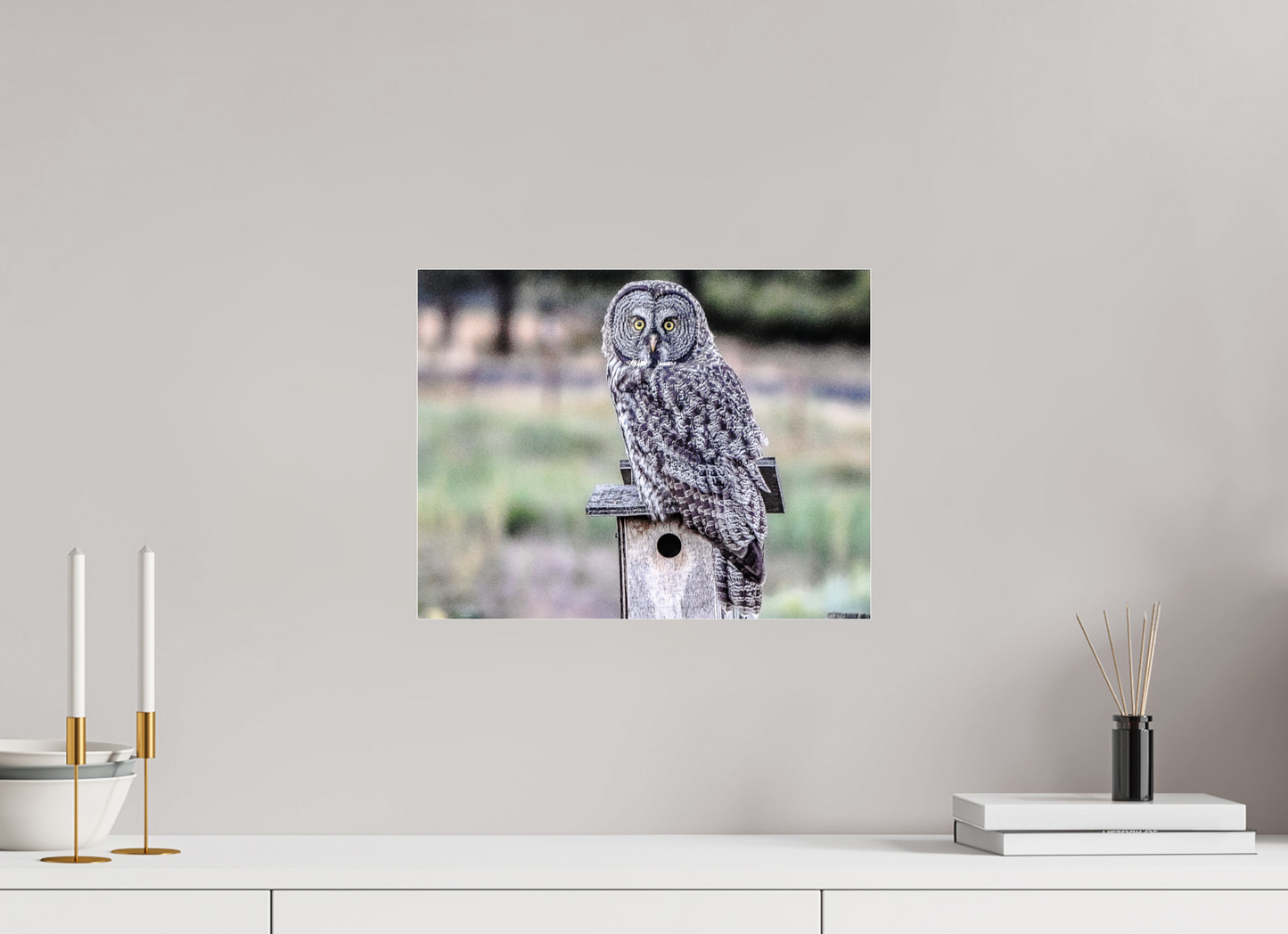Owl