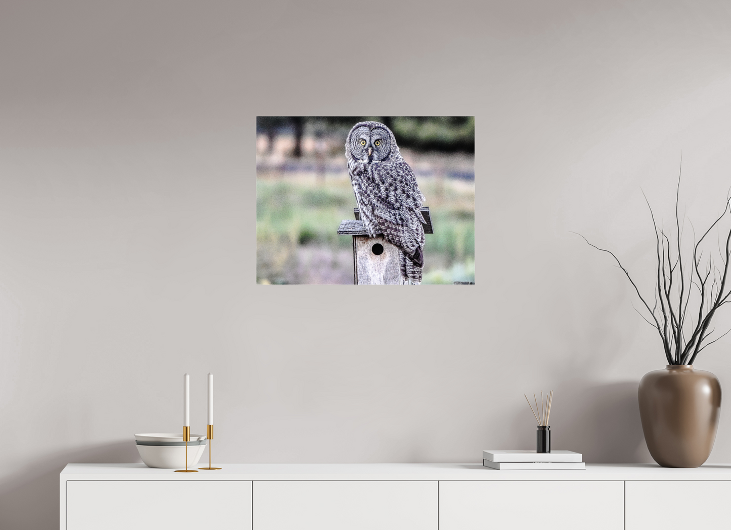 Owl