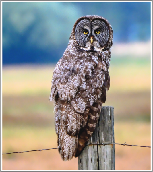 Main image Owl