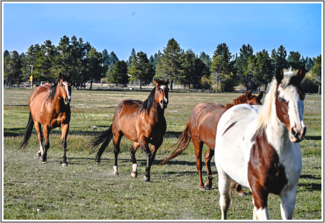 Main image Sunriver Horses