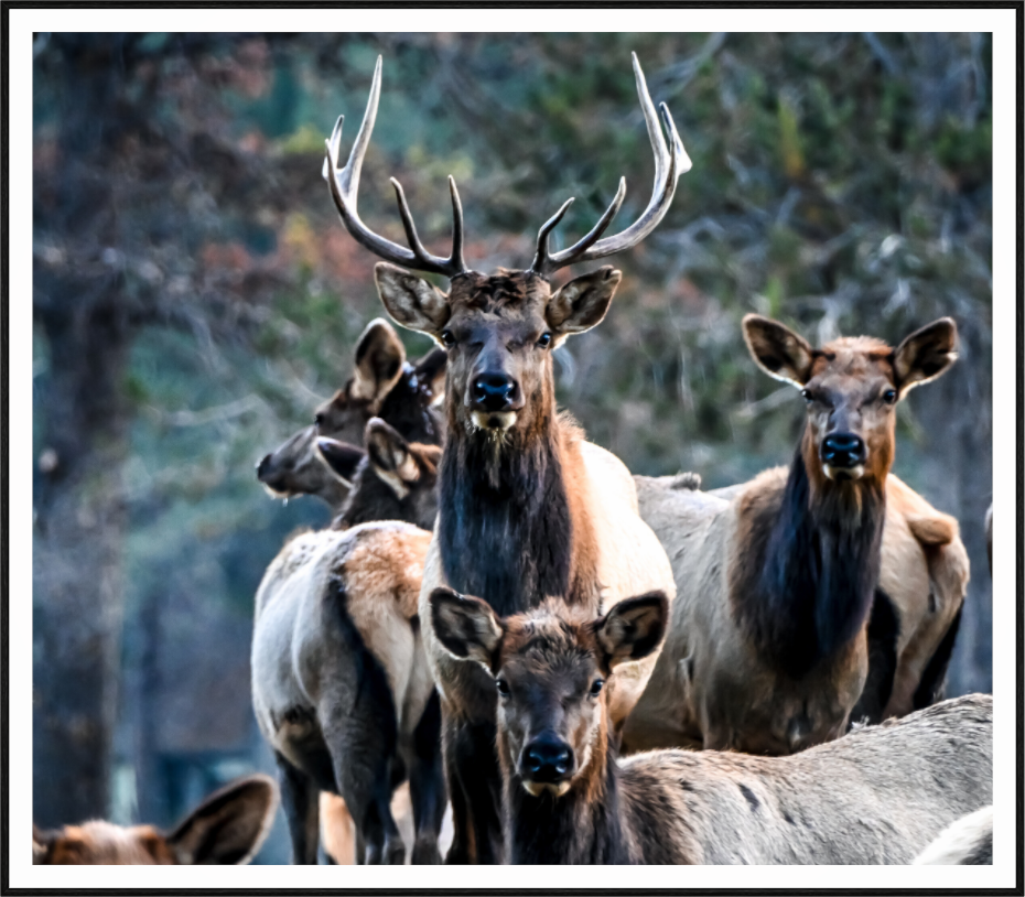 Elk 3