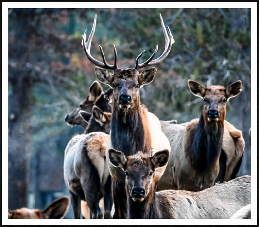 Elk 3