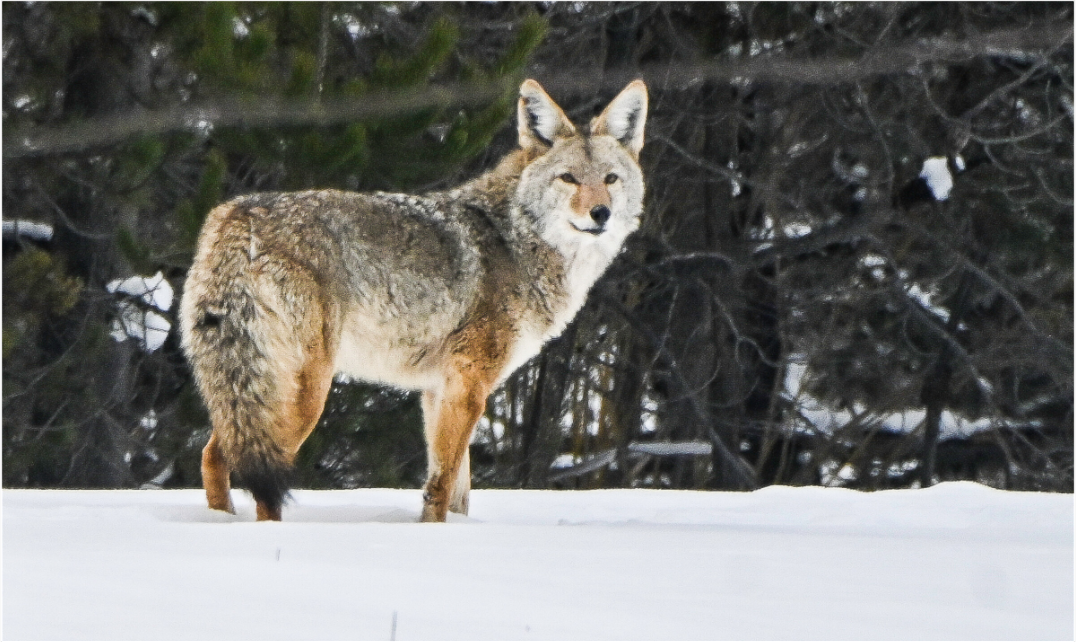 Coyote