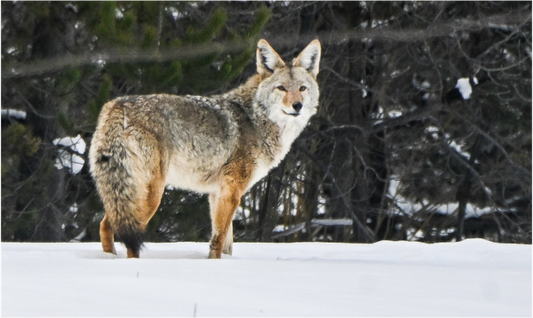Coyote