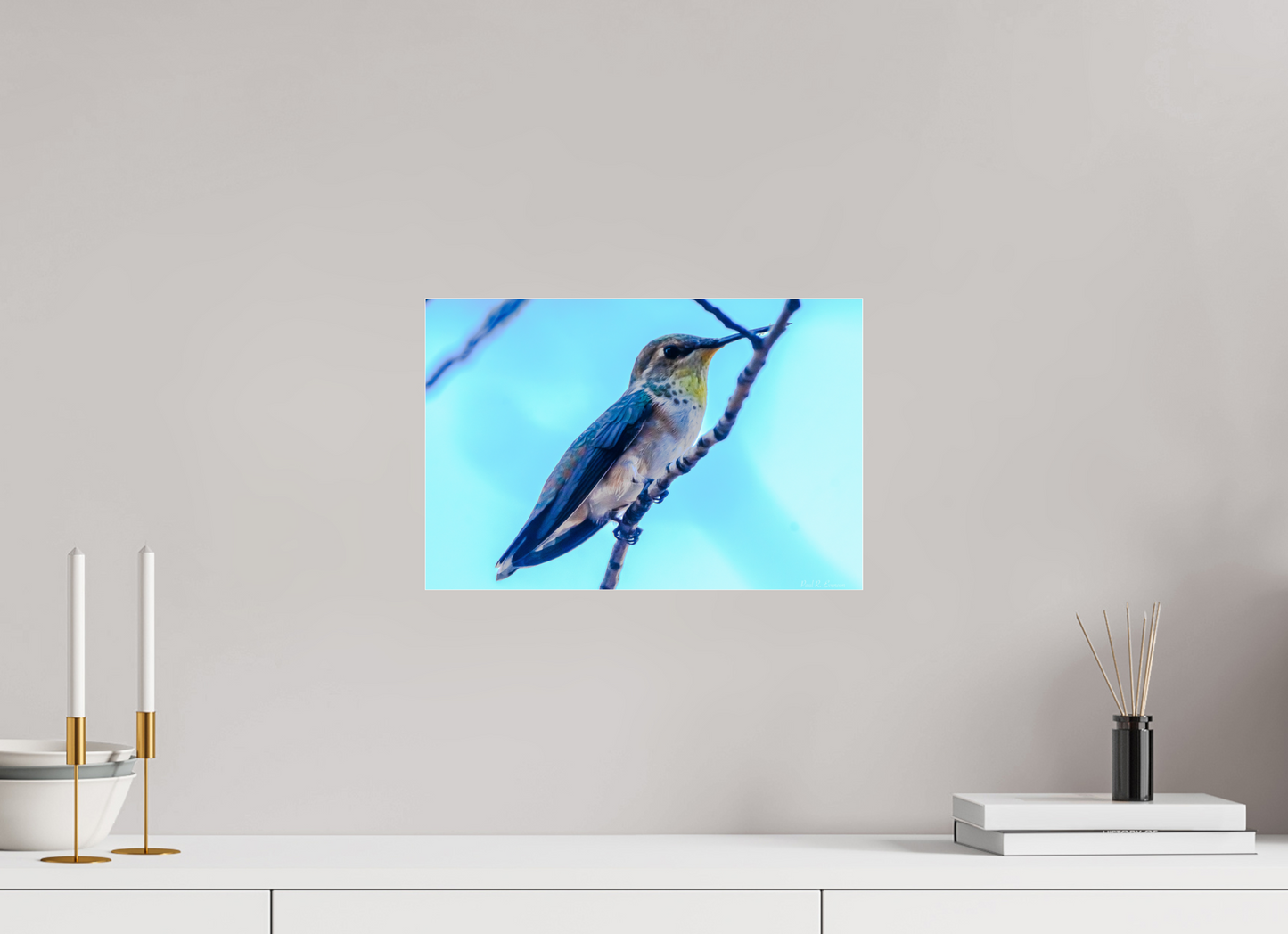 Additional Hummingbird