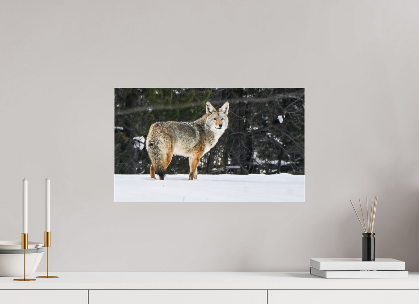 Coyote