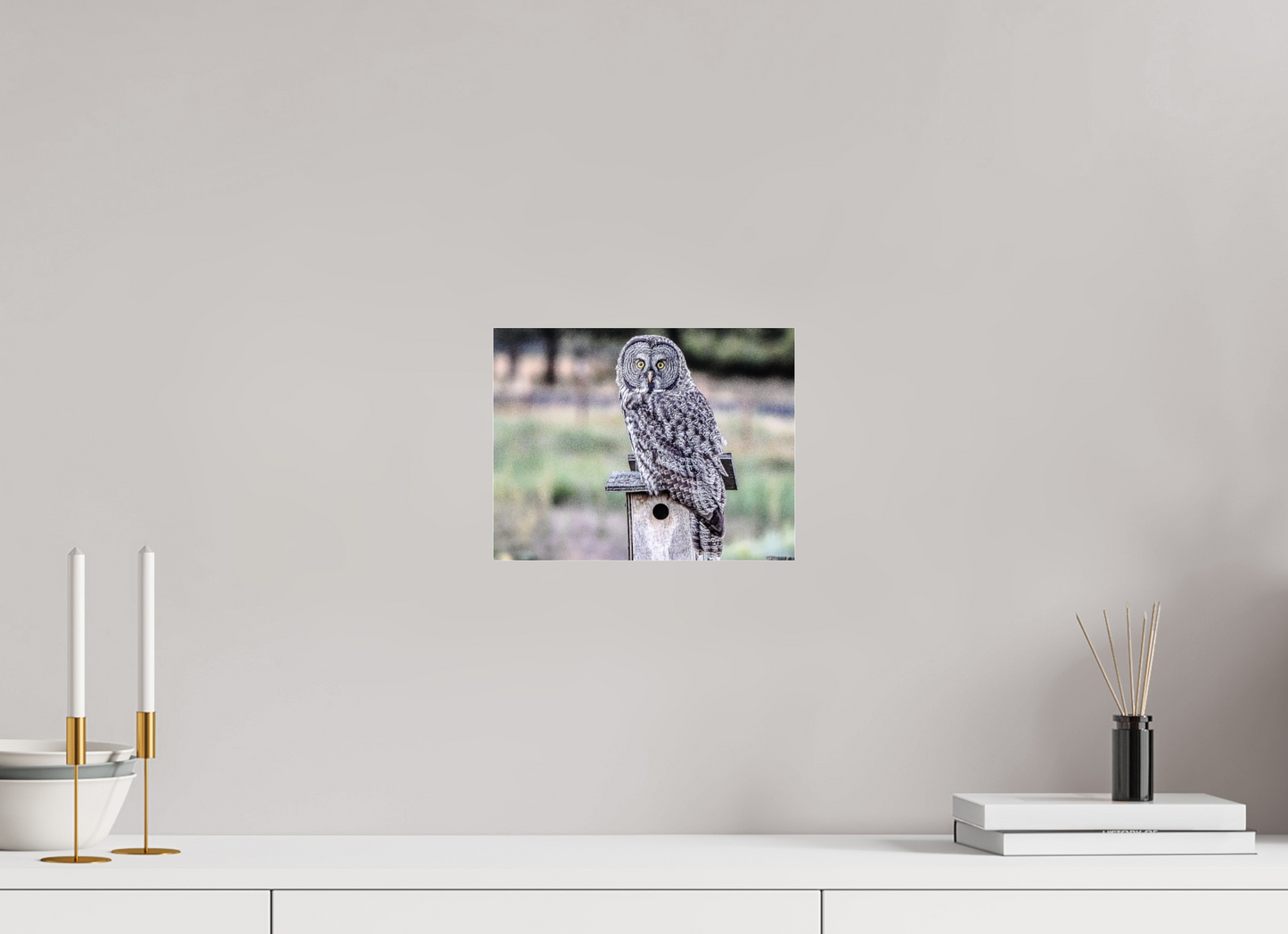 Owl
