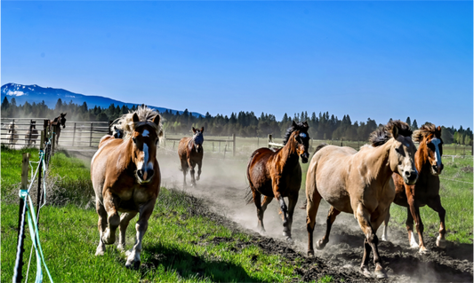 Main image Sunriver Horses