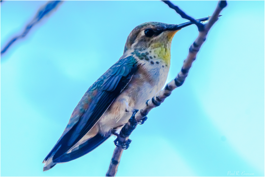 Additional Hummingbird