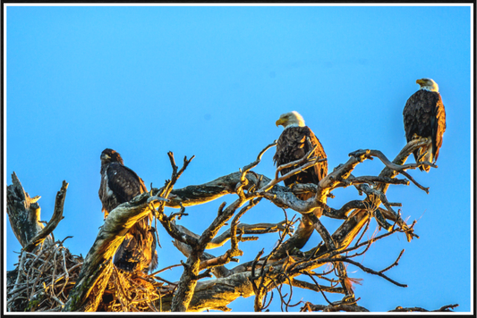 Main image The Watchers: Bald Eagles of the High Desert